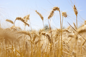 Foto: Kornfeld. http://de.fotolia.com/id/74358259 © ionutstan / fotolia.com