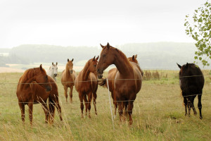 Foto: Westfälische Impression mit Pferden in der Weide. http://de.fotolia.com/id/9229296 © Maria Kondratjeva / fotolia.com